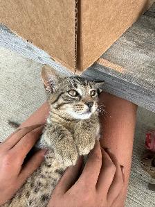 Kittens looking for new homes! - Photo 7