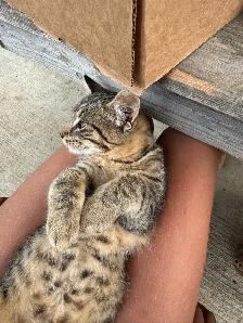 Kittens looking for new homes! - Photo 8