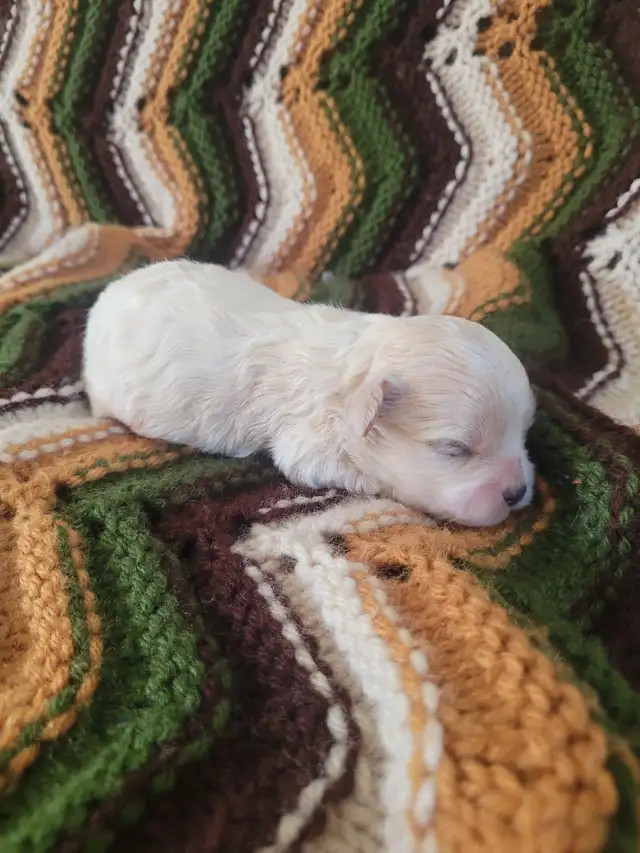 Maltipoo Puppies