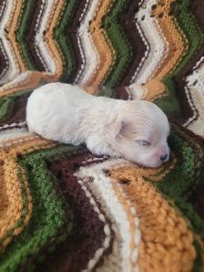 Maltipoo Puppies