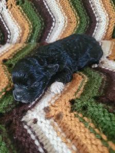 Maltipoo Puppies - Photo 2