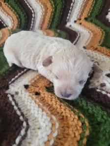 Maltipoo Puppies - Photo 3