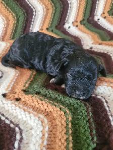 Maltipoo Puppies - Photo 4