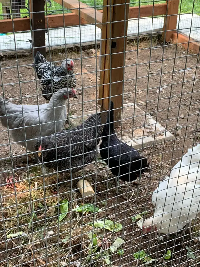 chicken for free