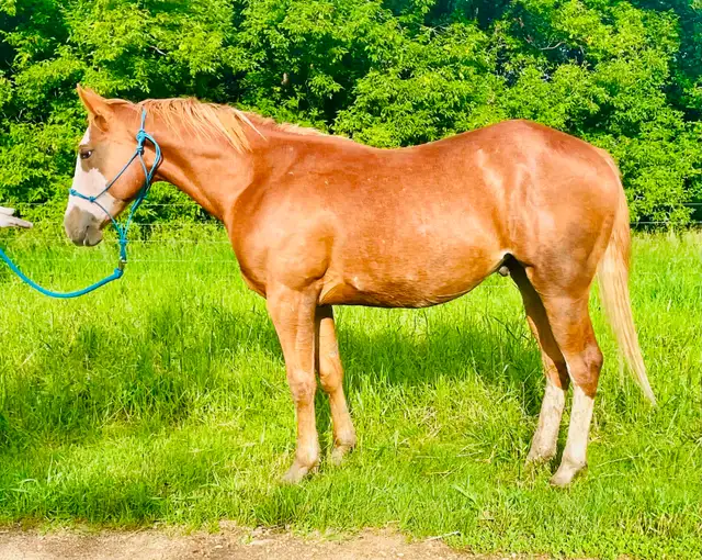 Flashy 2 year old draft cross.