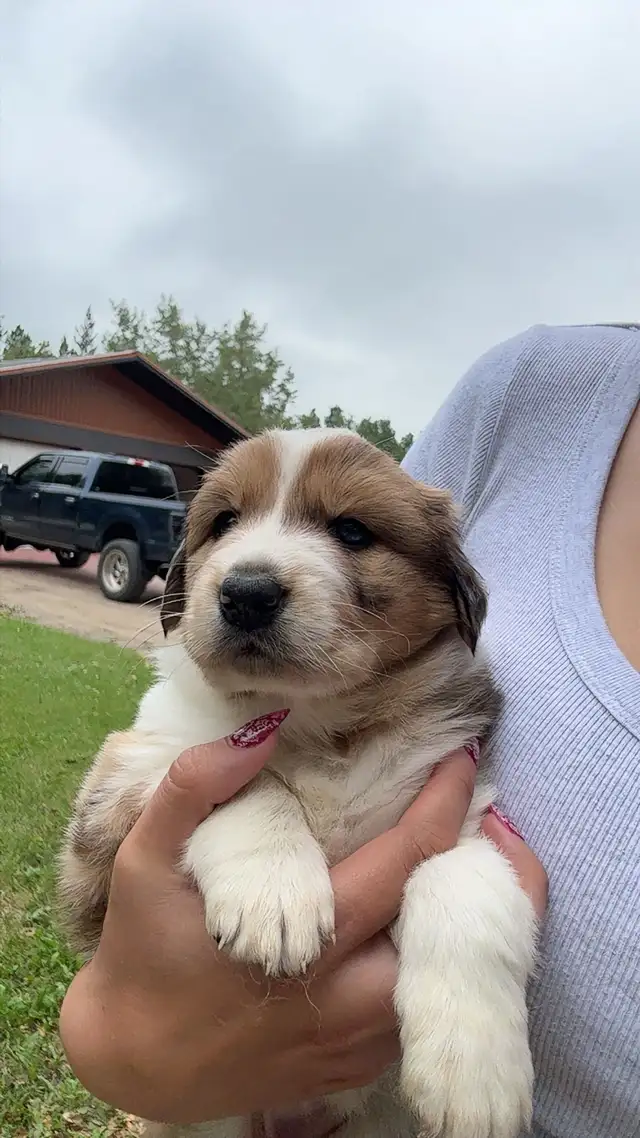 Australian Shepherd puppies