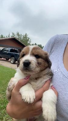 Australian Shepherd puppies