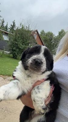 Australian Shepherd puppies - Photo 2