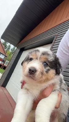 Australian Shepherd puppies - Photo 3