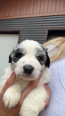 Australian Shepherd puppies - Photo 4