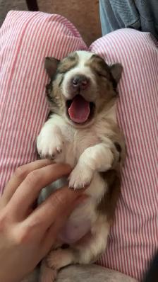 Australian Shepherd puppies - Photo 5
