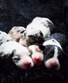 Australian Shepherd puppies - Photo 6