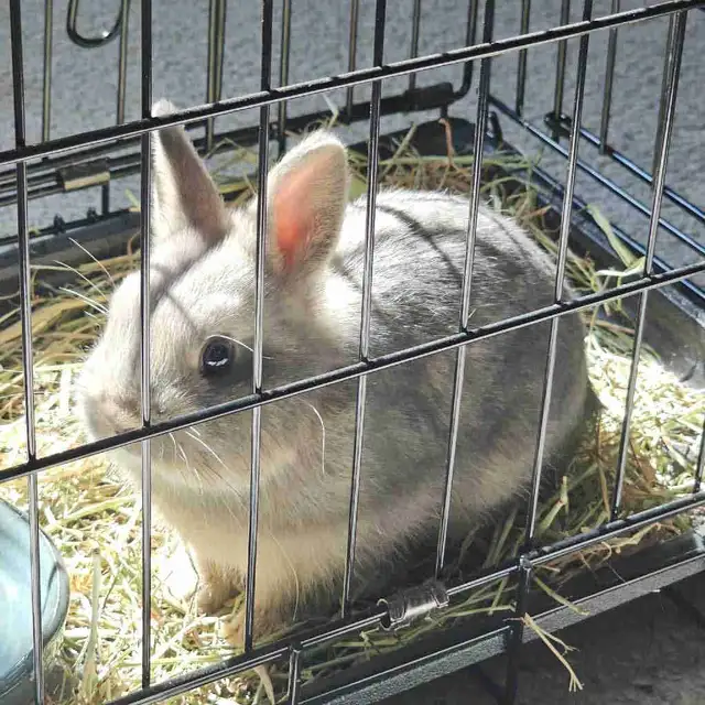 FREE Netherland Dwarf Rabbit