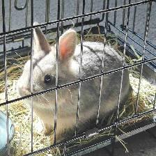 FREE Netherland Dwarf Rabbit