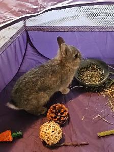 FREE Netherland Dwarf Rabbit - Photo 2