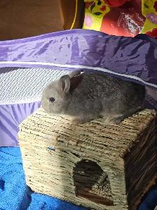 FREE Netherland Dwarf Rabbit - Photo 3