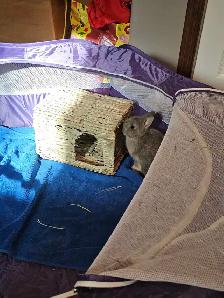 FREE Netherland Dwarf Rabbit - Photo 4