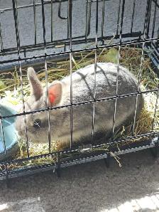FREE Netherland Dwarf Rabbit - Photo 5