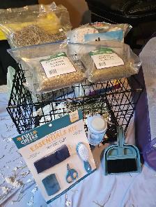 FREE Netherland Dwarf Rabbit - Photo 8
