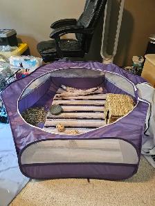 FREE Netherland Dwarf Rabbit - Photo 10