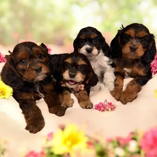 F1- Cavapoos