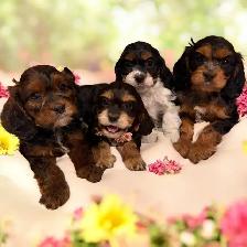 F1- Cavapoos