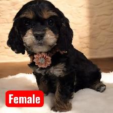 F1- Cavapoos - Photo 2