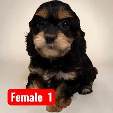 F1- Cavapoos - Photo 3