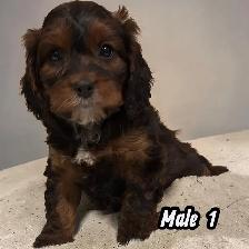 F1- Cavapoos - Photo 4