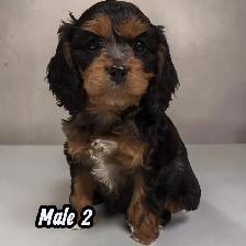 F1- Cavapoos - Photo 5