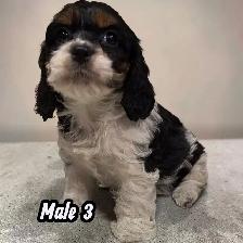 F1- Cavapoos - Photo 6