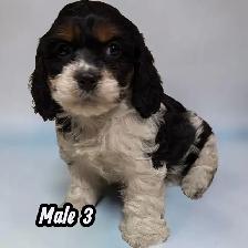 F1- Cavapoos - Photo 7