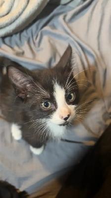 Kittens for sale