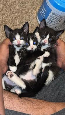 Kittens for sale - Photo 2