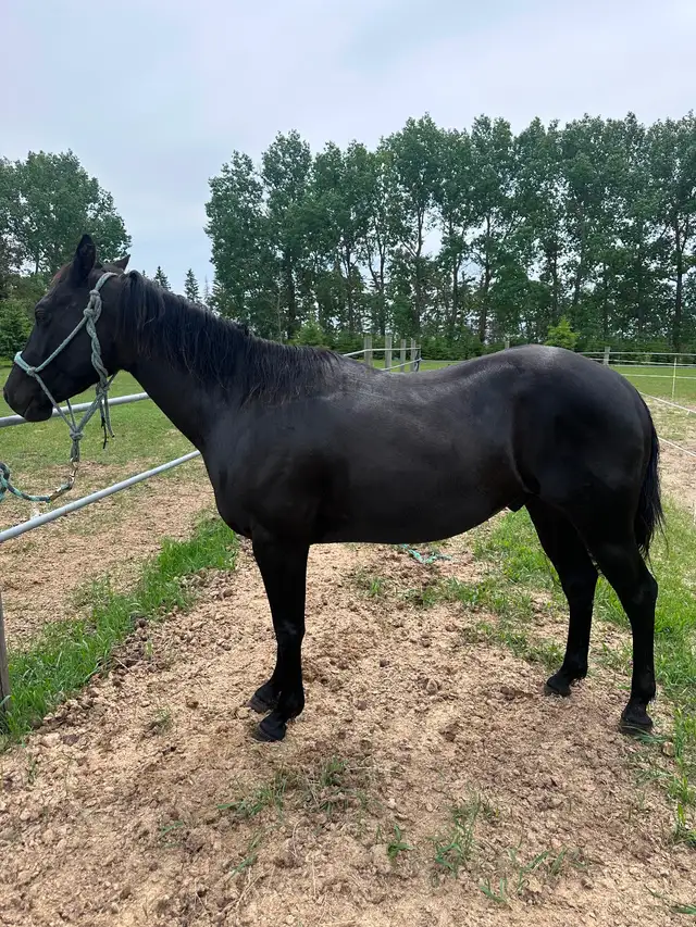 4 yr black gelding