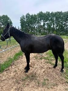 4 yr black gelding