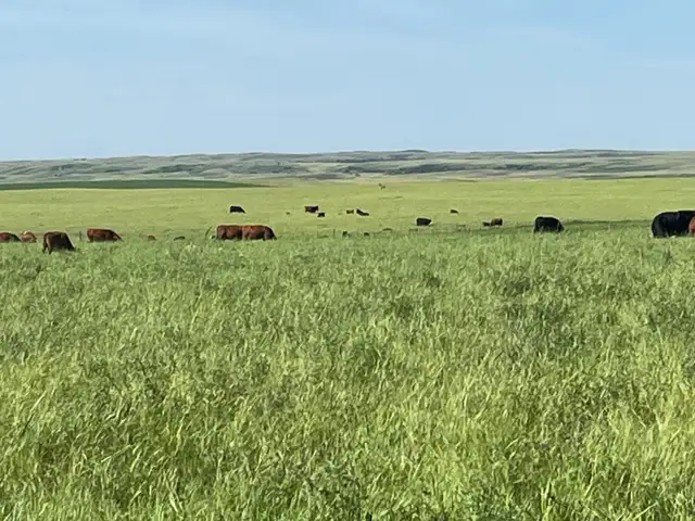 cattle and ranch help