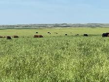 cattle and ranch help