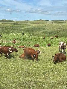 cattle and ranch help - Photo 2