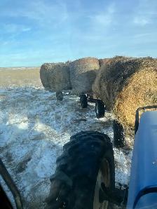 cattle and ranch help - Photo 3