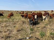 cattle and ranch help - Photo 4