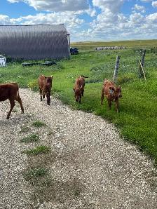 cattle and ranch help - Photo 5