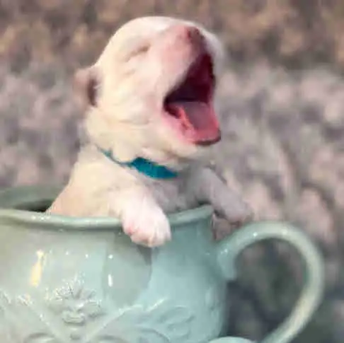 Toy Maltese Puppies Sweet Tempered Parents