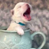 Toy Maltese Puppies Sweet Tempered Parents