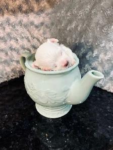 Toy Maltese Puppies Sweet Tempered Parents - Photo 2