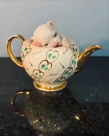 Toy Maltese Puppies Sweet Tempered Parents - Photo 3
