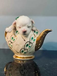 Toy Maltese Puppies Sweet Tempered Parents - Photo 4