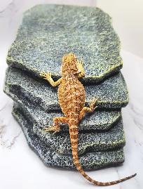 dragon barbu bébé rouge, orange, hypo - Photo 3