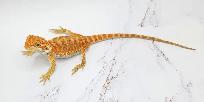 dragon barbu bébé rouge, orange, hypo - Photo 6