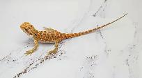dragon barbu bébé rouge, orange, hypo - Photo 8